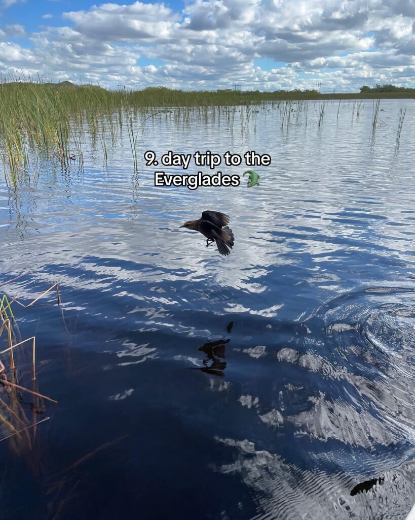 A serene scene of the Everglades with crystal-clear waters, lush greenery, and a soaring bird in the distance.